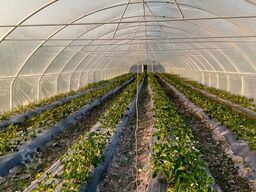 Agroozi Solariu pentru  productie legume
