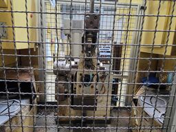EMAG VL 5