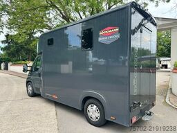 Fiat Ducato Böckmann 1-2 Pferde Hengsttrennung