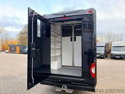 MERCEDES-BENZ STX Sprinter  GG 4,100KG  Haras Hengste