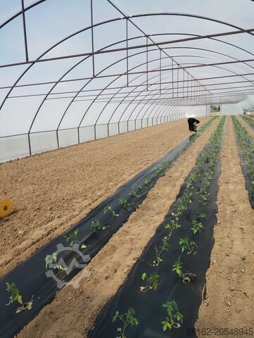  Agroozi Solariu pentru  productie legume