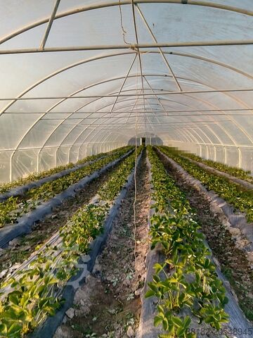  Agroozi Solariu pentru  productie legume