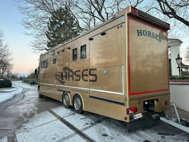 Cattle truck MAN TGS 26480 5 Pferde und Wohnung